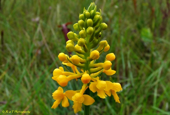 {Platanthera integra}